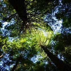 2017-03 New Zealand/Red Woods/DSC_0128.JPG